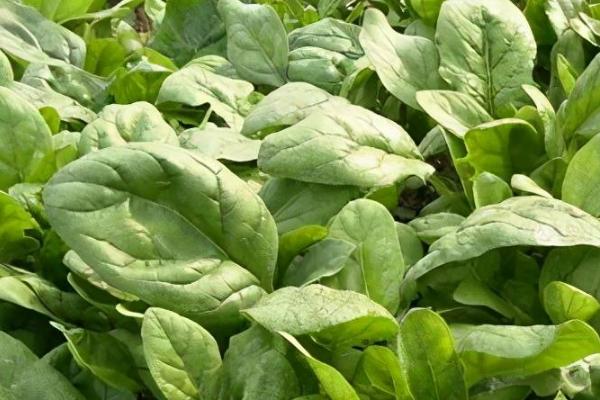 菠菜什么时候种植,一年四季均可种植