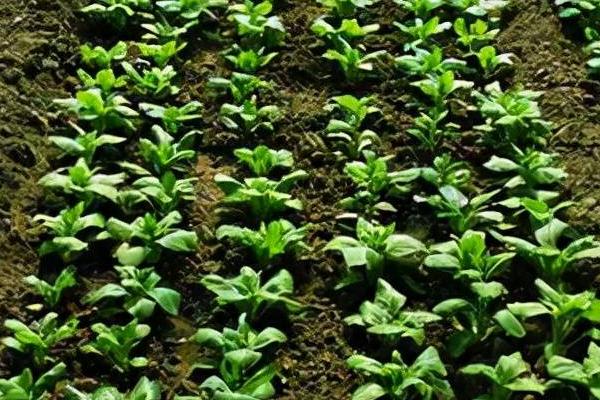 菠菜什么时候种植,一年四季均可种植