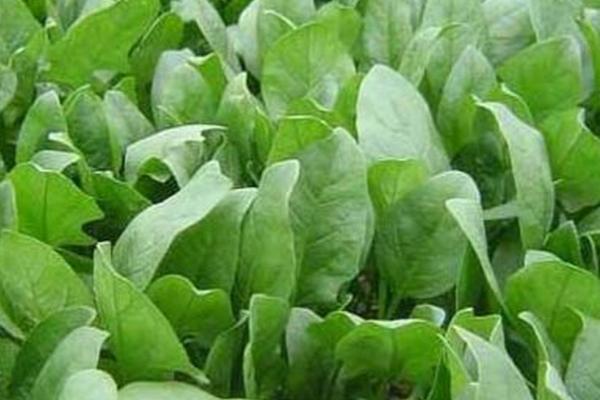 菠菜什么时候种植,一年四季均可种植