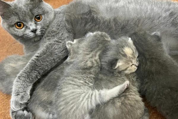 猫产后出血多久干净,一周左右就会消失