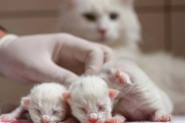 猫产后出血多久干净,一周左右就会消失