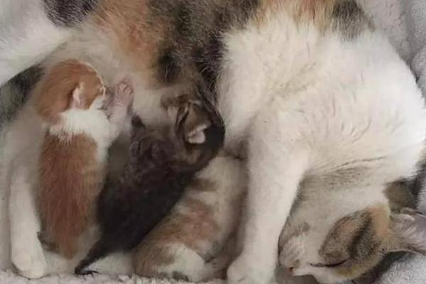 猫产后出血多久干净,一周左右就会消失