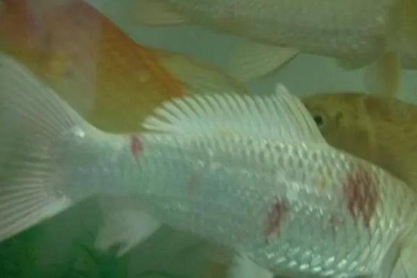 鱼身体像出血怎么办,需要静养或用药物治疗