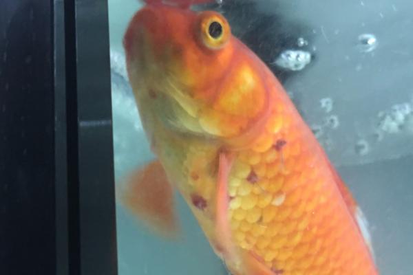 鱼身体像出血怎么办,需要静养或用药物治疗