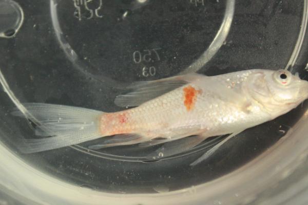 鱼身体像出血怎么办,需要静养或用药物治疗