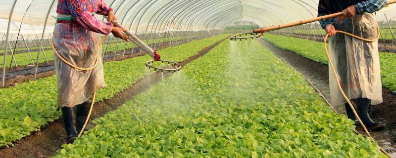 蔬菜育苗期追肥技术