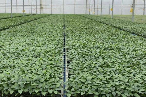 蔬菜育苗期追肥技术,追肥以晴天的上午10-12时为好