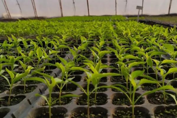 蔬菜育苗期追肥技术,追肥以晴天的上午10-12时为好