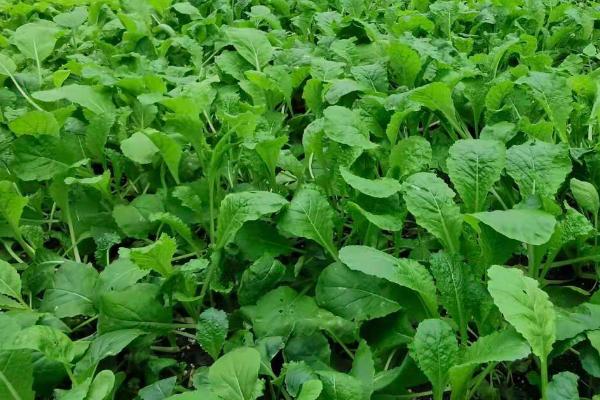 蔬菜育苗期追肥技术,追肥以晴天的上午10-12时为好