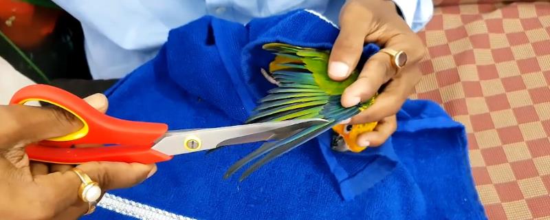 鹦鹉剪羽后会变得粘人吗