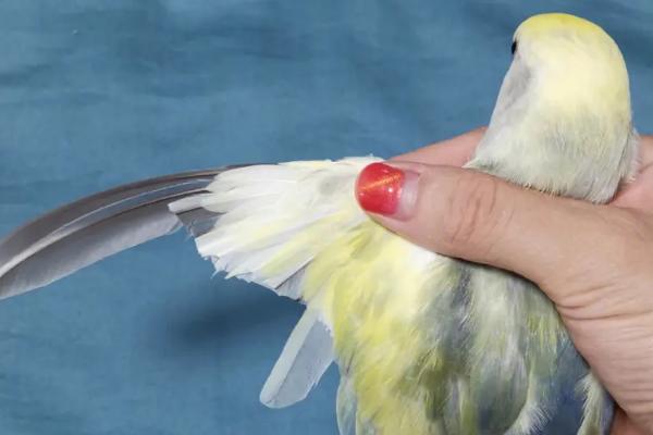 鹦鹉剪羽后会变得粘人吗,剪羽后与是否粘人无关
