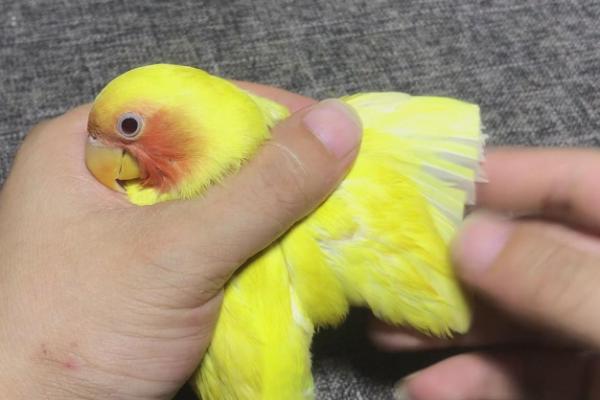 鹦鹉剪羽后会变得粘人吗,剪羽后与是否粘人无关