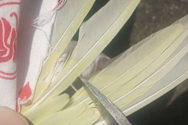 鹦鹉剪羽后会变得粘人吗,剪羽后与是否粘人无关