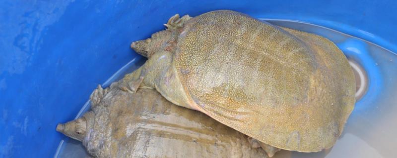 甲鱼在桶里的存活时间