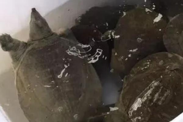 甲鱼在桶里的存活时间,在无水条件下可存活3-4天左右