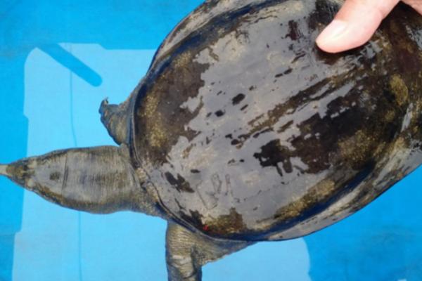 甲鱼在桶里的存活时间,在无水条件下可存活3-4天左右