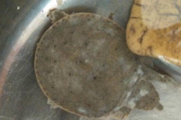 甲鱼在桶里的存活时间,在无水条件下可存活3-4天左右