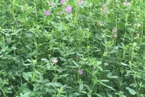 紫花苜蓿杂草的防治方法,播种前先深翻整地