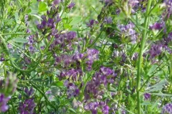 紫花苜蓿杂草的防治方法,播种前先深翻整地