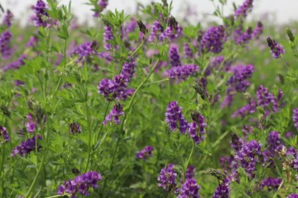 紫花苜蓿杂草的防治方法,播种前先深翻整地