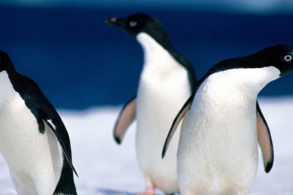 企鹅是一夫一妻制么,大部分企鹅是一夫一妻制