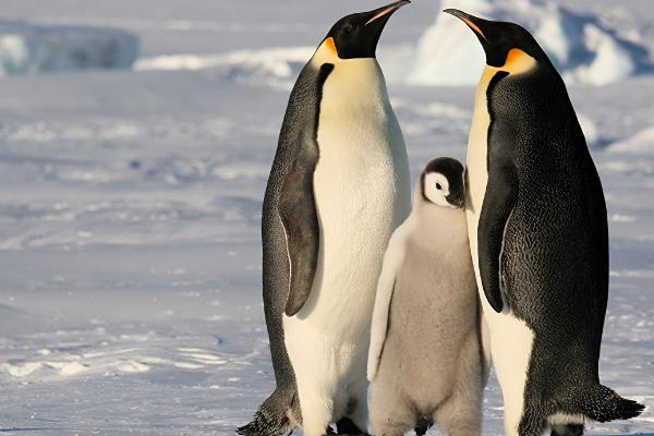 企鹅是一夫一妻制么,大部分企鹅是一夫一妻制