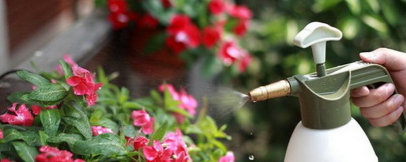 花卉如何根外施肥