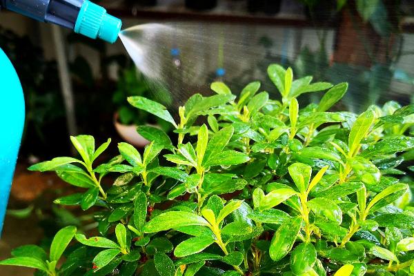 花卉如何根外施肥,一般可以喷施