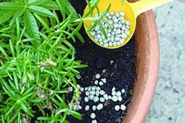 花卉如何根外施肥,一般可以喷施