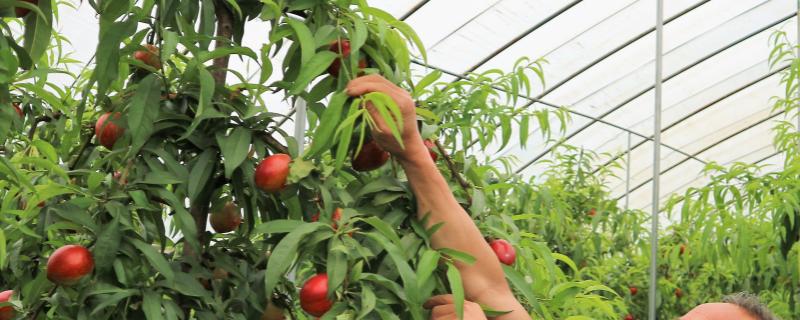 大棚油桃如何夏剪