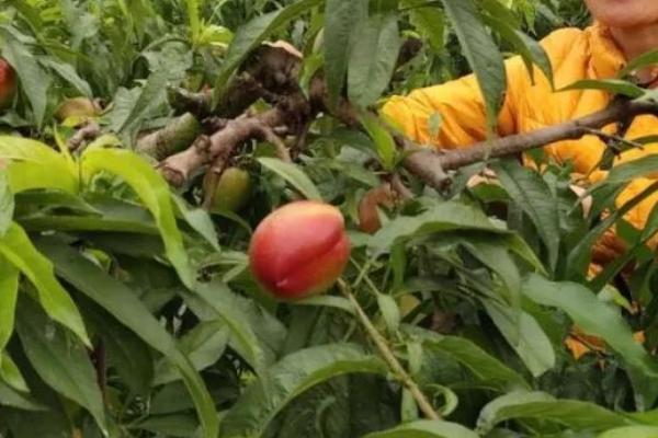 大棚油桃如何夏剪,病虫枝要全部剪除