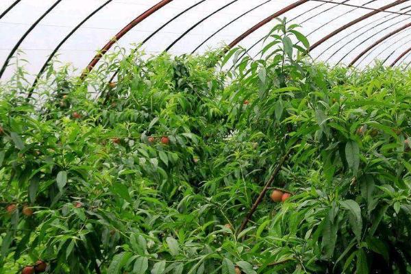 大棚油桃如何夏剪,病虫枝要全部剪除