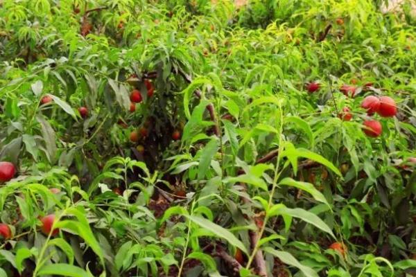 大棚油桃如何夏剪,病虫枝要全部剪除