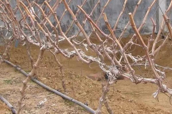 冬天葡萄的管理办法,注意对幼树要早埋防寒土