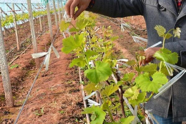 冬天葡萄的管理办法,注意对幼树要早埋防寒土