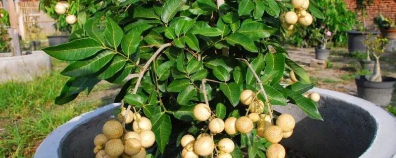 龙眼可以在家里种吗