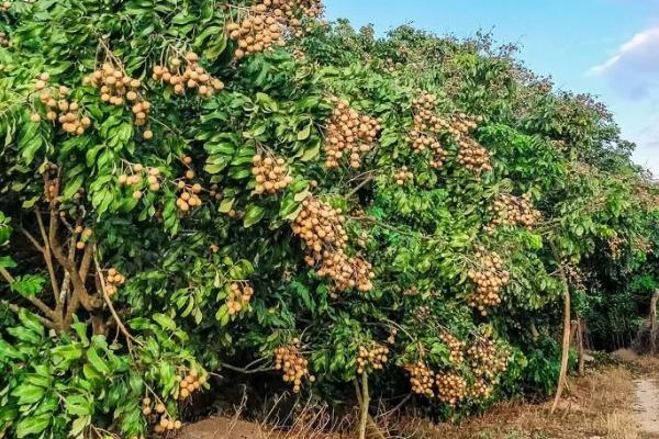 龙眼可以在家里种吗,可在家种但需放在通风处