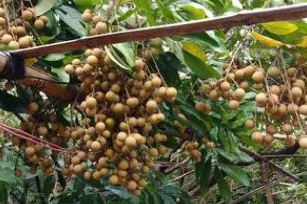 龙眼可以在家里种吗,可在家种但需放在通风处