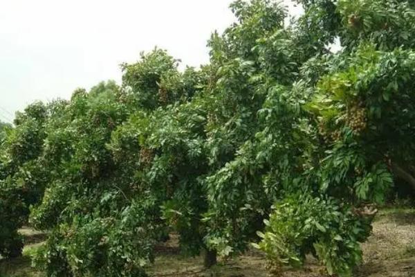 龙眼可以在家里种吗,可在家种但需放在通风处