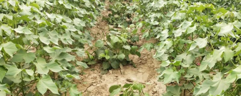 如何立体培育棉花与荷兰豆