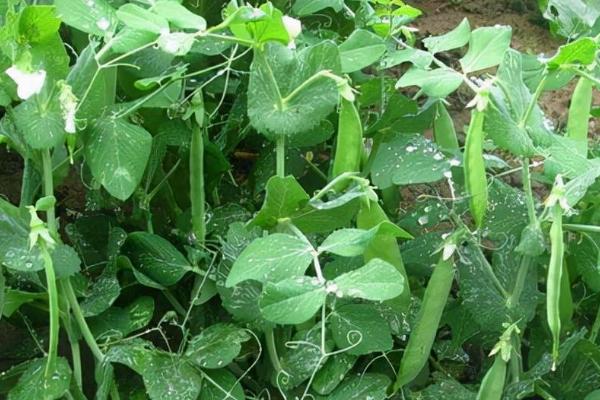 如何立体培育棉花与荷兰豆,每垅种植2行棉花、在棉花内侧各种1行荷兰豆