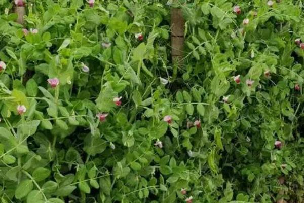 如何立体培育棉花与荷兰豆,每垅种植2行棉花、在棉花内侧各种1行荷兰豆