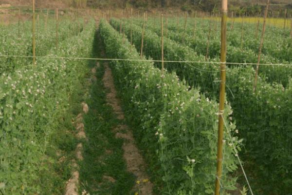 如何立体培育棉花与荷兰豆,每垅种植2行棉花、在棉花内侧各种1行荷兰豆