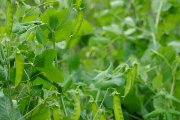 如何立体培育棉花与荷兰豆,每垅种植2行棉花、在棉花内侧各种1行荷兰豆