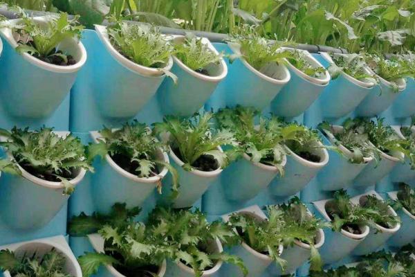 如何立体培育棉花与荷兰豆,每垅种植2行棉花、在棉花内侧各种1行荷兰豆