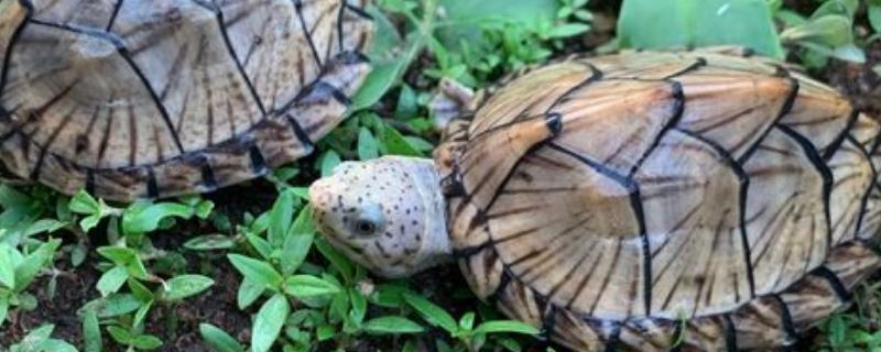 剃刀龟多大就可以分清公母
