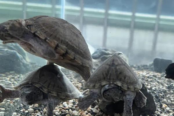 剃刀龟多大就可以分清公母,两三年之后便可分辨