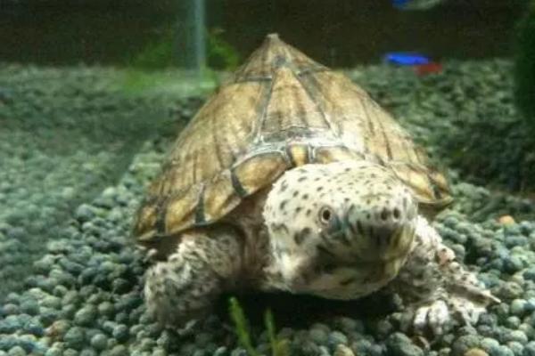 剃刀龟多大就可以分清公母,两三年之后便可分辨