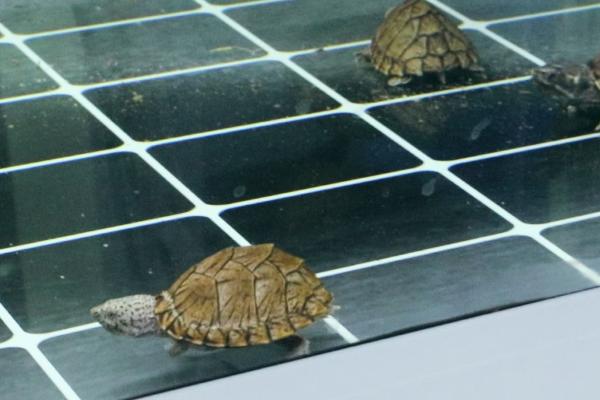 剃刀龟多大就可以分清公母,两三年之后便可分辨