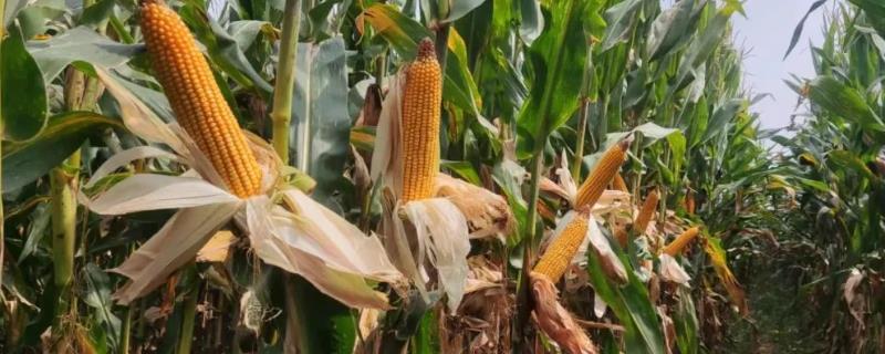 秋菜玉米种植技术